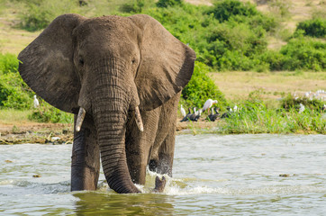 Elephant standing in Lake George in Queen Elizabeth National Park, Uganda