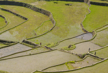 Banaue Rice Terrace