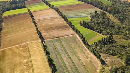 agronegócio plantação