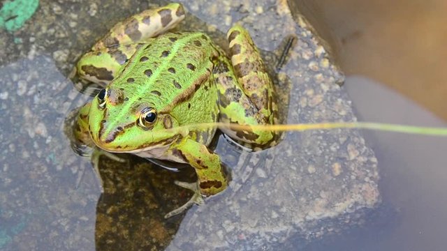 Pelophylax ridibundus, marsh frog, frog sitting on a rock