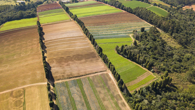 agroneg&oacute;cio planta&ccedil;&atilde;o