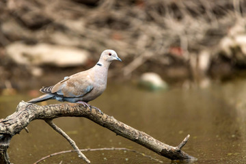 Collared dove or Streptopelia decaocto on branch