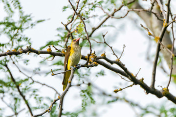 Young Eurasian Golden Oriole or Oriolus oriolus
