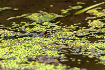 Frog sits in dirty water close