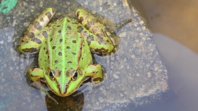Pelophylax ridibundus, marsh frog, frog sitting on a rock