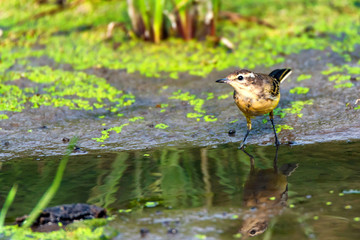 Female Western Yellow Wagtail or Motacilla flava