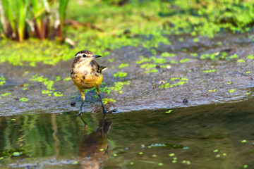 Female Western Yellow Wagtail or Motacilla flava