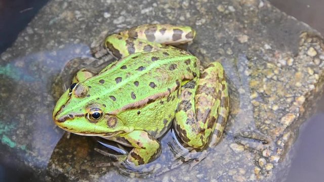 Pelophylax ridibundus, marsh frog, frog sitting on a rock