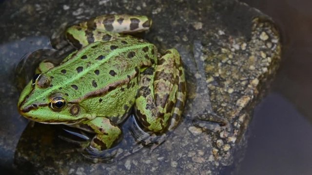 Pelophylax ridibundus, marsh frog, frog sitting on a rock