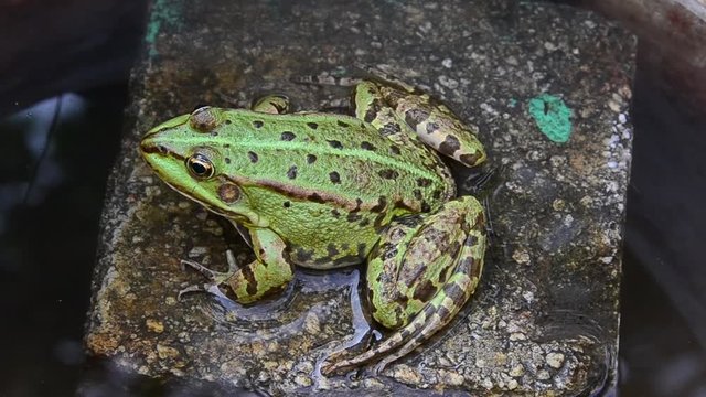 Pelophylax ridibundus, marsh frog, frog sitting on a rock
