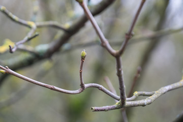 plane tree, sycamore, bud, burgeon, 