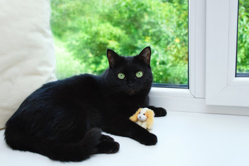 A black cat is lying on a window sill near a window with a soft toy. - Powered by Adobe