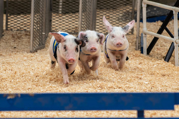 Small adorable racing pigs trying to gain advantage over competetors on sawdust race track.