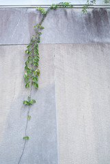 Ivy growing on the side of an unoccupied building in Anniston, Alabama, USA
