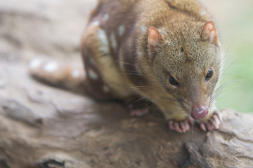 Tiger Quoll or Spotted Quoll