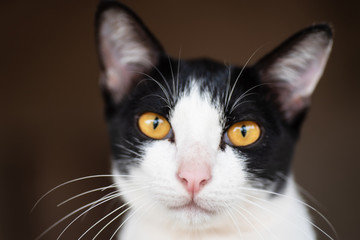 Portrait of white and black cat looking at camera © nungning20