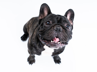 French BUlldog portrait on white background