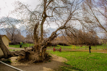 Fototapeta premium tree on old farm