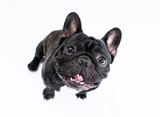 French bulldog isolated