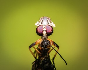 Macro Fly