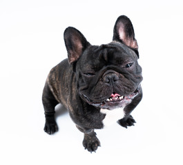 French bulldog isolated