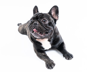 French BUlldog portrait on white background