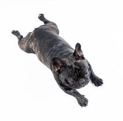 French bulldog portrait 