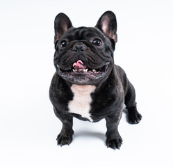 French bulldog portrait 