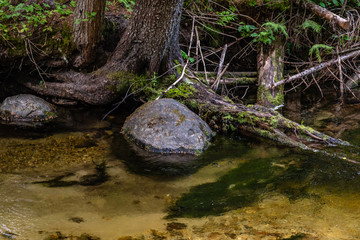 Fototapeta na wymiar Tree Growing Roots in a Creek in Colville National Forest