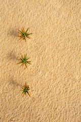 Sand Background plants