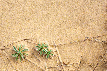 Sand Background plants