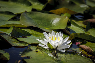 Waterlily and lilypads.