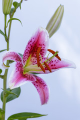 Fototapeta na wymiar Purple and white lily flower.
