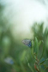 Brownie, Lycaenidae resting on plant 