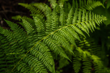 Fototapeta na wymiar Ferns in the Colville National Forest
