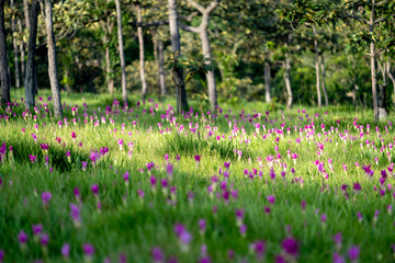Sunset at Pink Flower Field in Thailand.