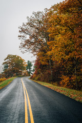Fototapeta premium Fall color along the Blue Ridge Parkway in Virginia.