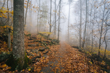 Fog and fall color on the Crabtree Falls Trail, in George Washington National Forest near the Blue Ridge Parkway in Virginia.
