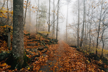 Obraz premium Fog and fall color on the Crabtree Falls Trail, in George Washington National Forest near the Blue Ridge Parkway in Virginia.