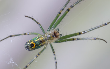 Orchard Orbweaver