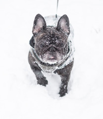 French bulldogs in the snow