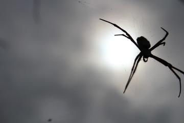 spider