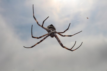 ara&ntilde;a spider