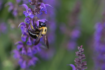 Hard at Work on Purple