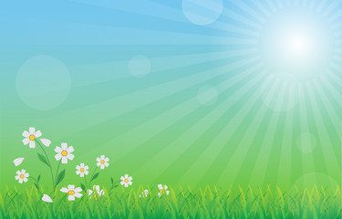 Obraz premium green nature background with green grass, flower, blue sky and sun rays in fresh day, vector draw