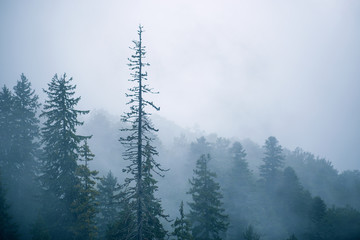 Amazing mystical forest with fog after rain