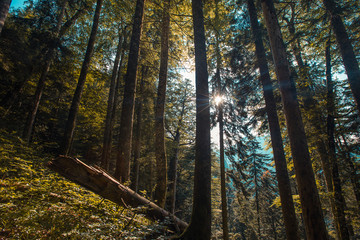 Sunbeams through autumn forest