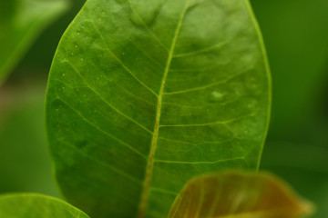 selective focus of green leaf