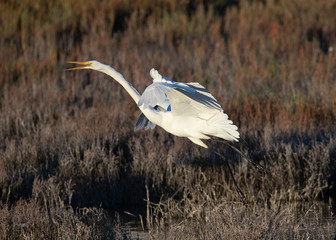 Great egret landing in beautiful light, seen in the wild in a North California marsh 