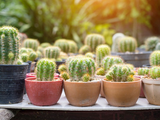 Cactus plant in flowerpot, Houseplant Concept